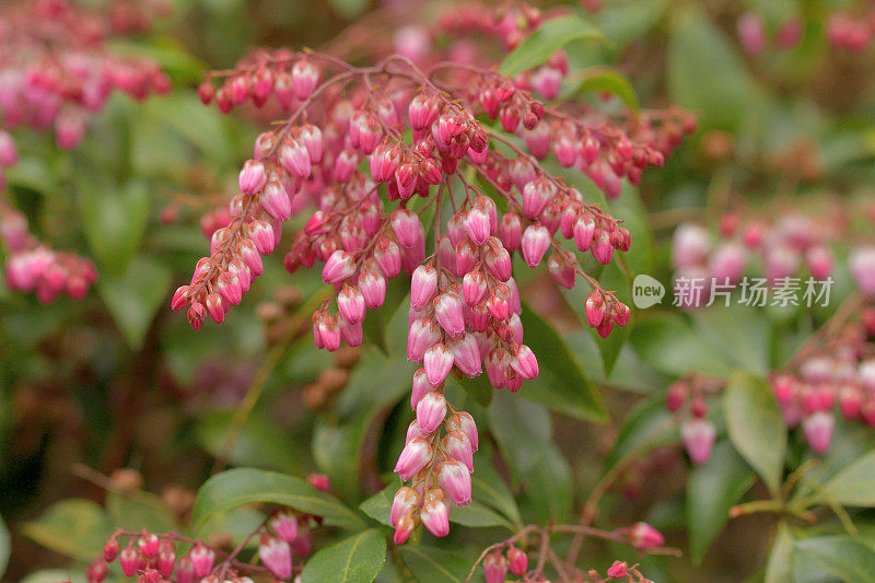 Pieris japonica /日本仙女座花